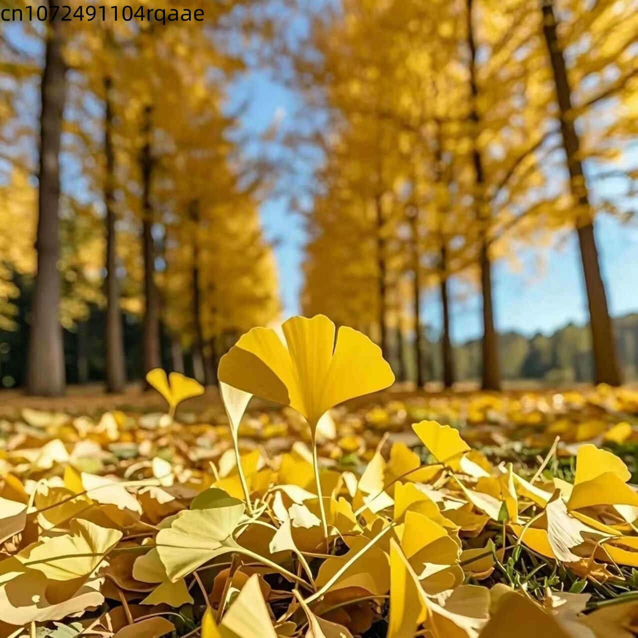 Soap Making In Home - Natural Ginkgo Biloba Dried Leaves Natural